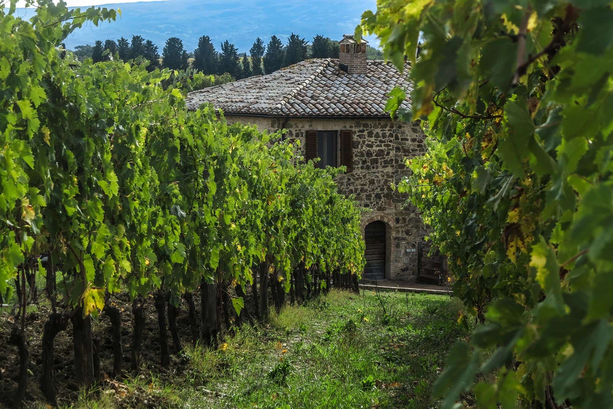 L’origine dei nostri vini - Pian dell'Orino Montalcino