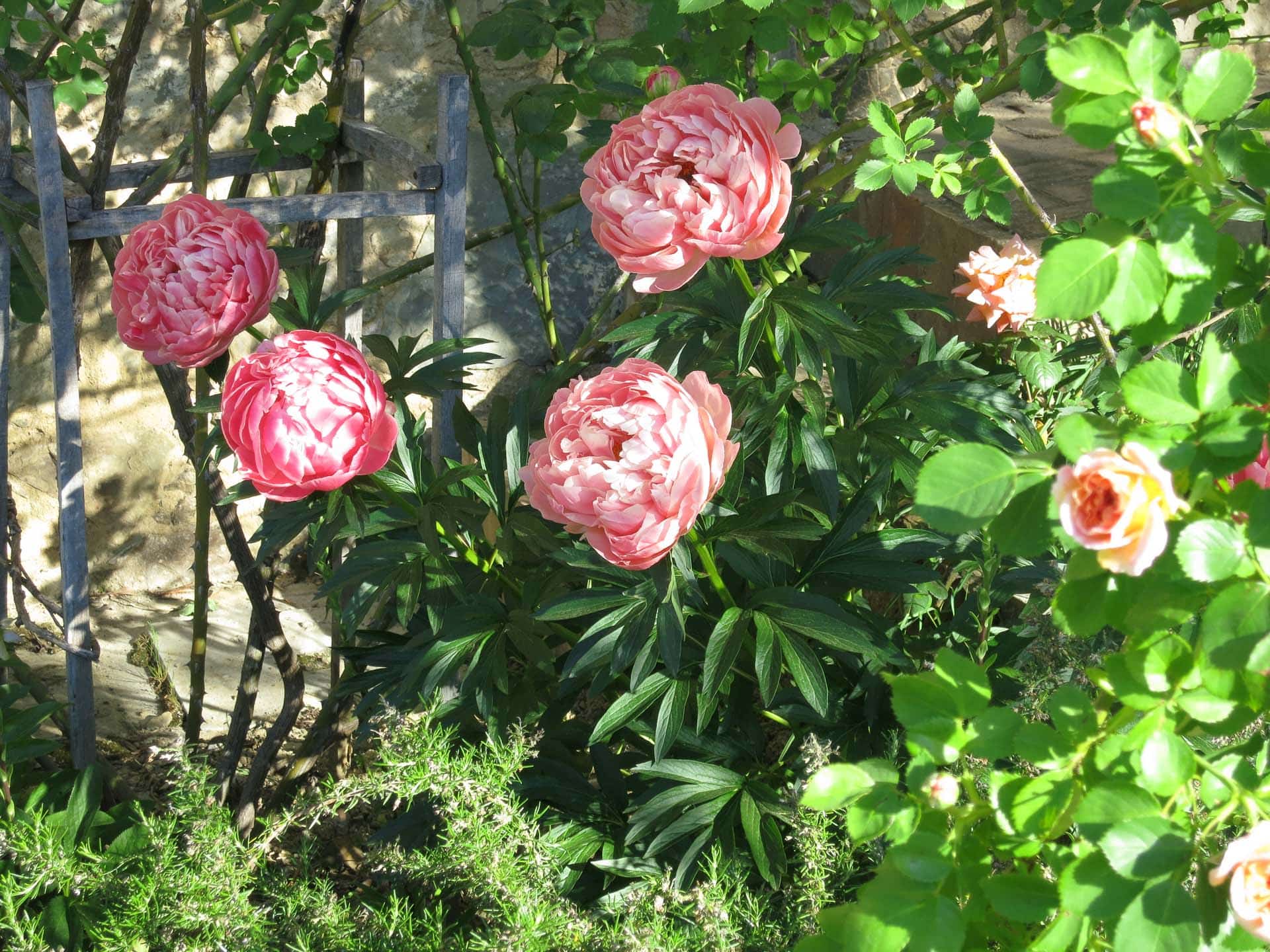 Nel giardino